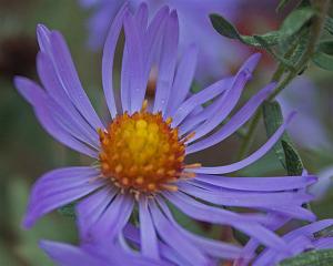 Symphyotrichum oblongifolium - Fall Aster