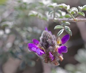 Dalea greggii - Gregg Dalea Dalea greggii - Gregg Dalea