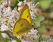 Colias eurytheme- Orange Sulphur