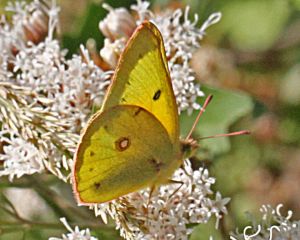 Colias eurytheme- Orange Sulphur Colias eurytheme- Orange Sulphur