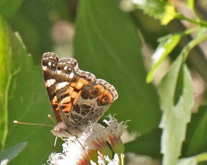 Vanessa virginiensis - American Lady Vanessa virginiensis - American Lady