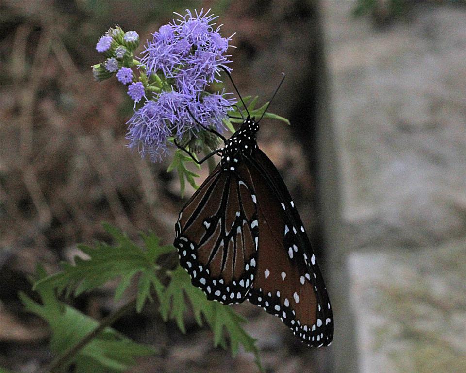 Queen on Gregg Mistflower