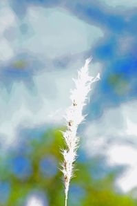 Bothriochloa laguroides ssp torreyana - Silver Bluestem