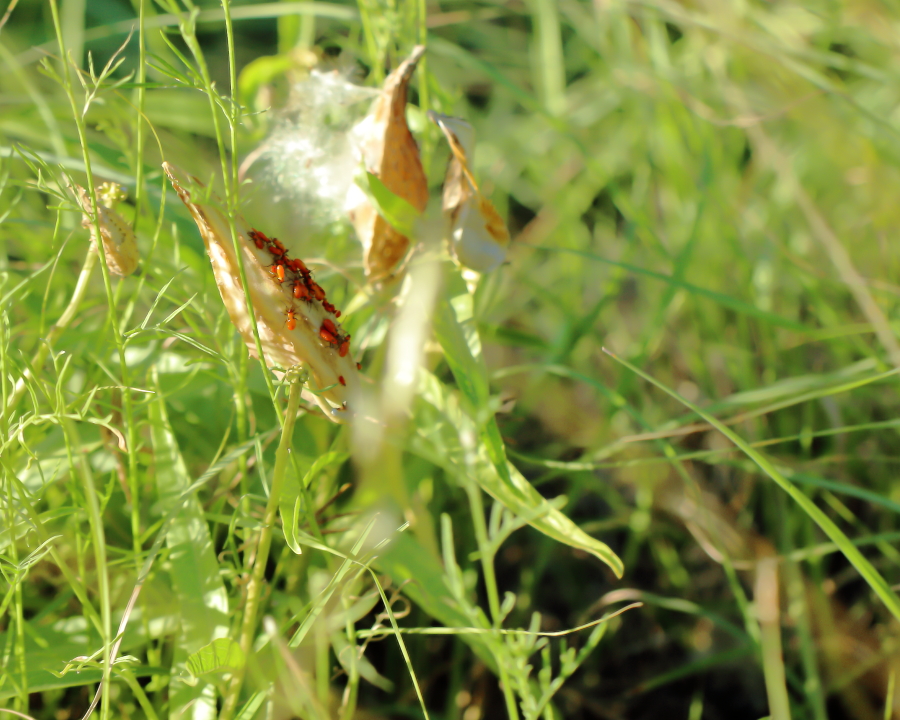 Asclepias asperula (Antelope Horns) milkweed seed pods ripened.