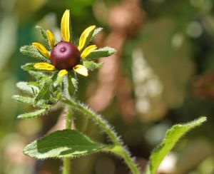 Rudbeckia hirta - Blackeyed Susan