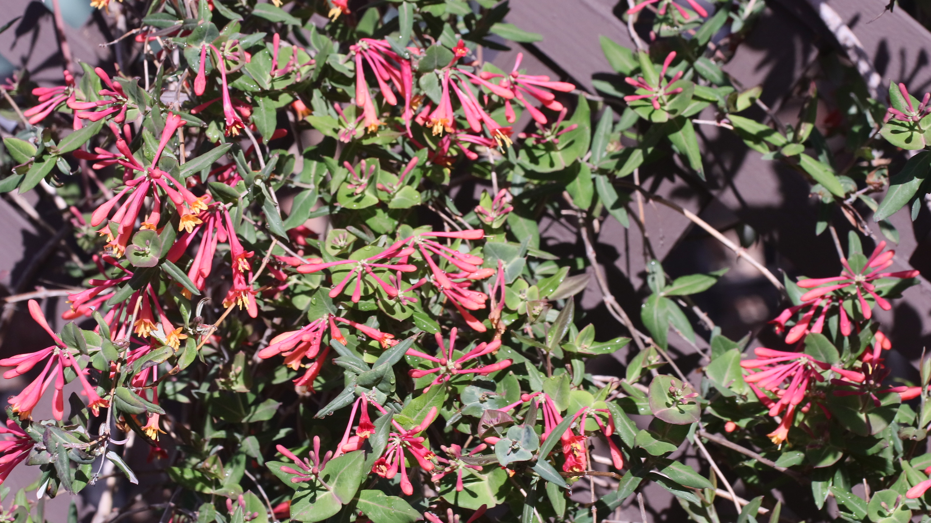 Coral Honeysuckle (Lonicera sempervirens)