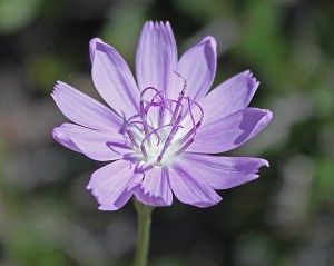 Lygodesmia texana - skeleton-plant