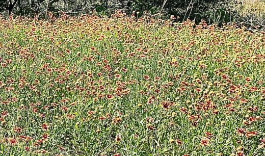 Gaillardia pulchella - Indian Blankets