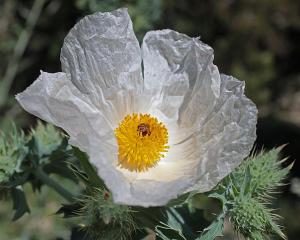 Argemone polyanthemos - White Prickly Poppy