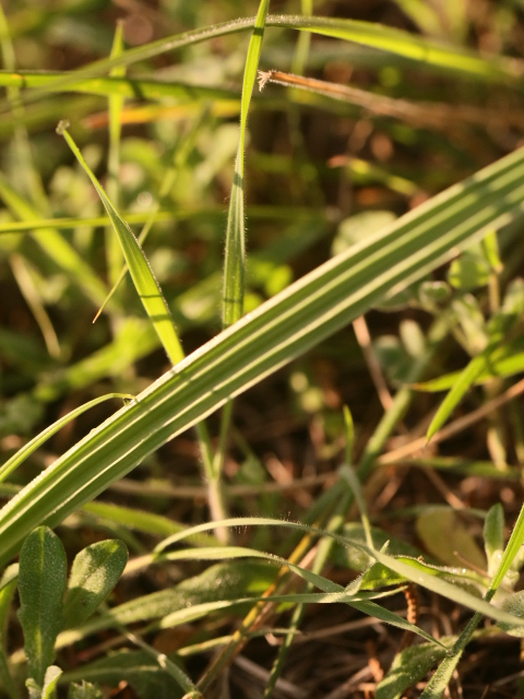 Pleatleaf Lily, one of the common names of N. geminiflora, comes from the distinctive shape of its leaves
