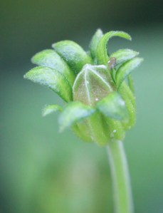 Malvaviscus arboreus var drummondii - Turkscap