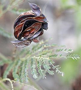 Desmanthus illinoensis - Illinonis Bundleflower Desmanthus illinoensis - Illinonis Bundleflower