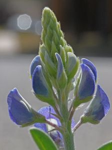 Lupinus texensis - Texas Bluebonnet