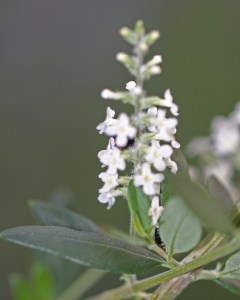 Aloysia gratissima - Beebrush