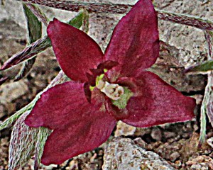 IMG_4639 Krameria lanceolata - rattany