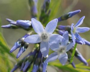 Eastern Bluestar - Amsonia tabernaemontanar Eastern Bluestar - Amsonia tabernaemontanar