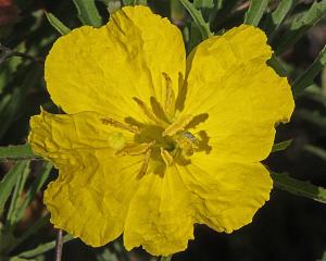 Calyophus Berlandieri - Square-Bud Primrose