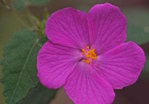 Pavonia lasiopetala - Rock Rose