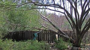 Acacia farnesiana - Huisache Acacia farnesiana - Huisache