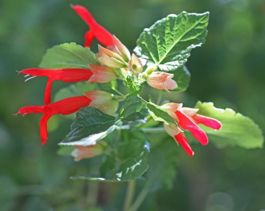 Salvia regla - Mountain Sage