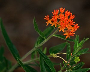 Asclepias tuberosa