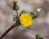 Sonchus sp. - Sow Thistle