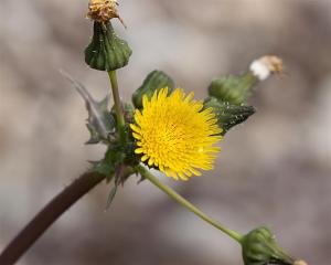Sonchus sp. - Sow Thistle Sonchus sp. - Sow Thistle
