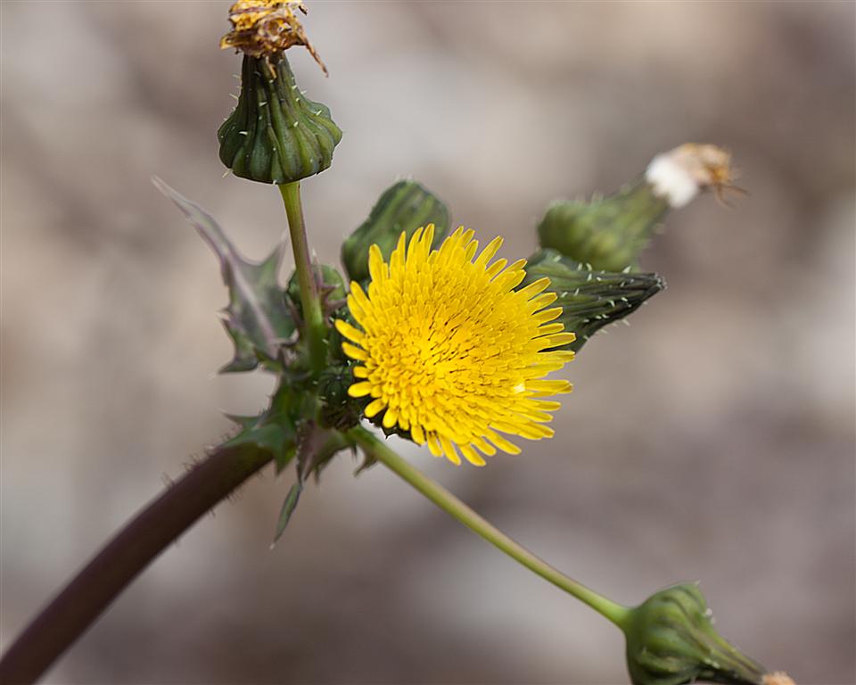 Sonchus sp. - Sow Thistle