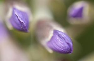 Texas Mountain Laurel buds - Sophora secundiflora Texas Mountain Laurel buds - Sophora secundiflora