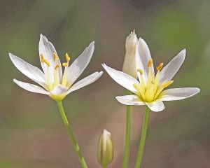 LILI Nothoscordum bivalve - Crow-Poison