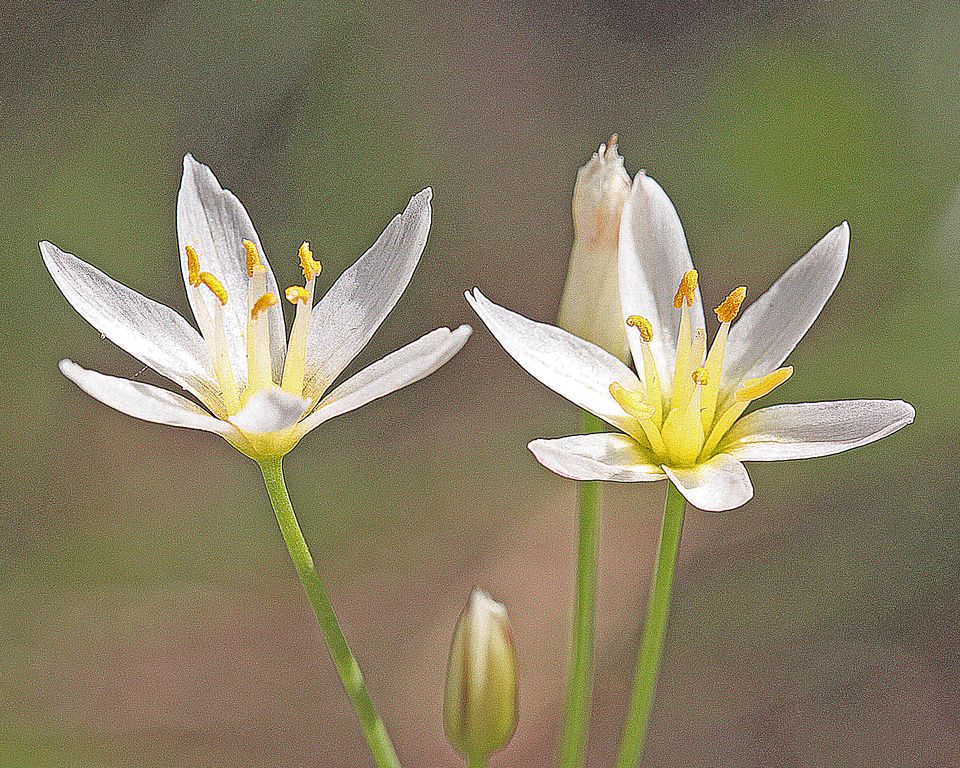 LILI Nothoscordum bivalve - Crow-Poison