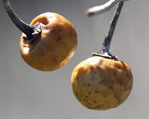 Silverleaf Nightshade fruit 