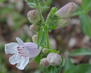 Penstemon cobea - Fox-Glove Penstemon cobea - Fox-Glove