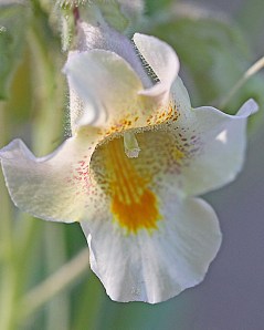 Proboscidea louisianica - Devil's Claw