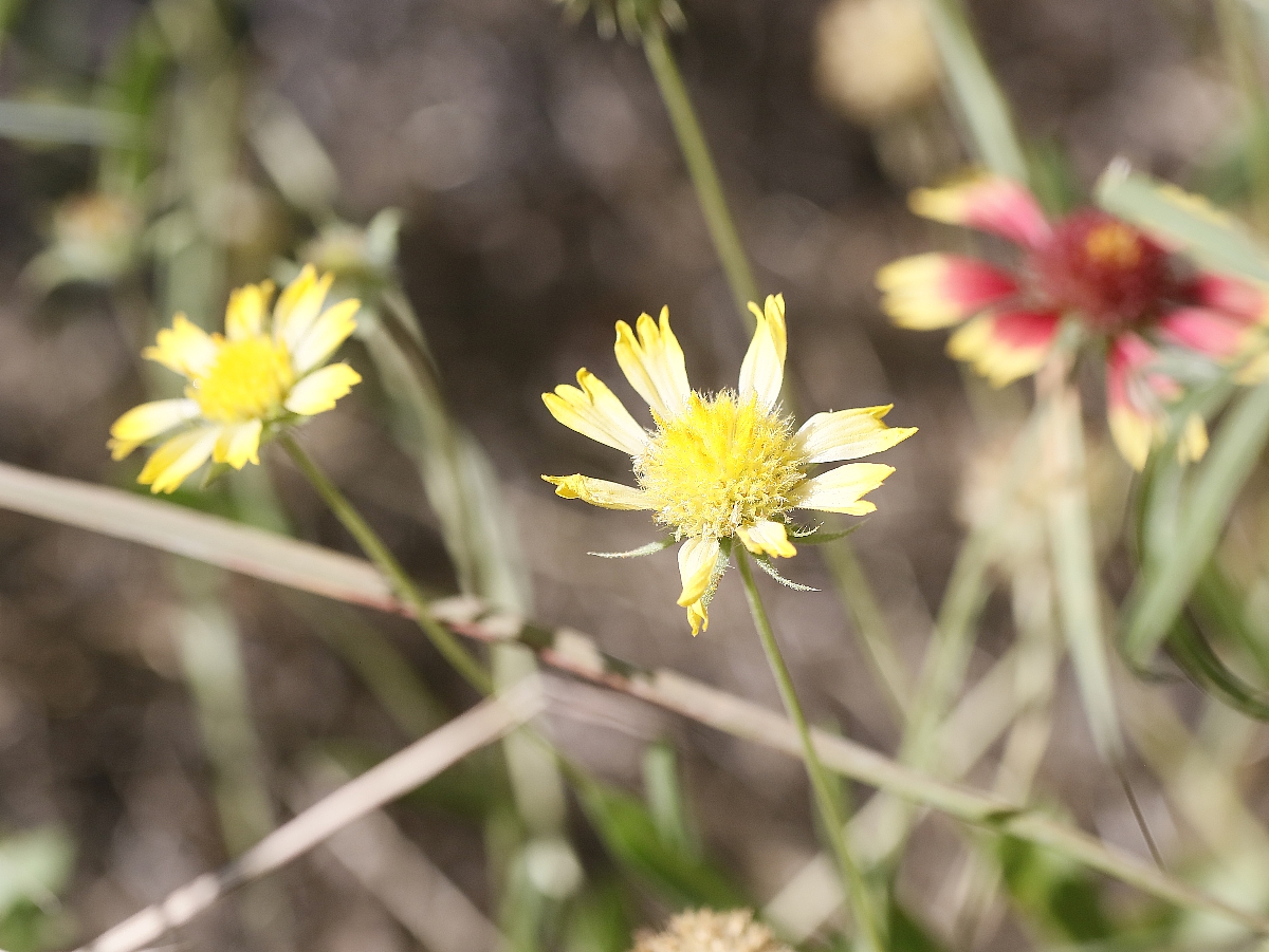 Gaillardia pulchella