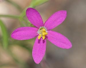 Centaurium texense - Lady Bird's Centaury Centaurium texense - Lady Bird's Centaury