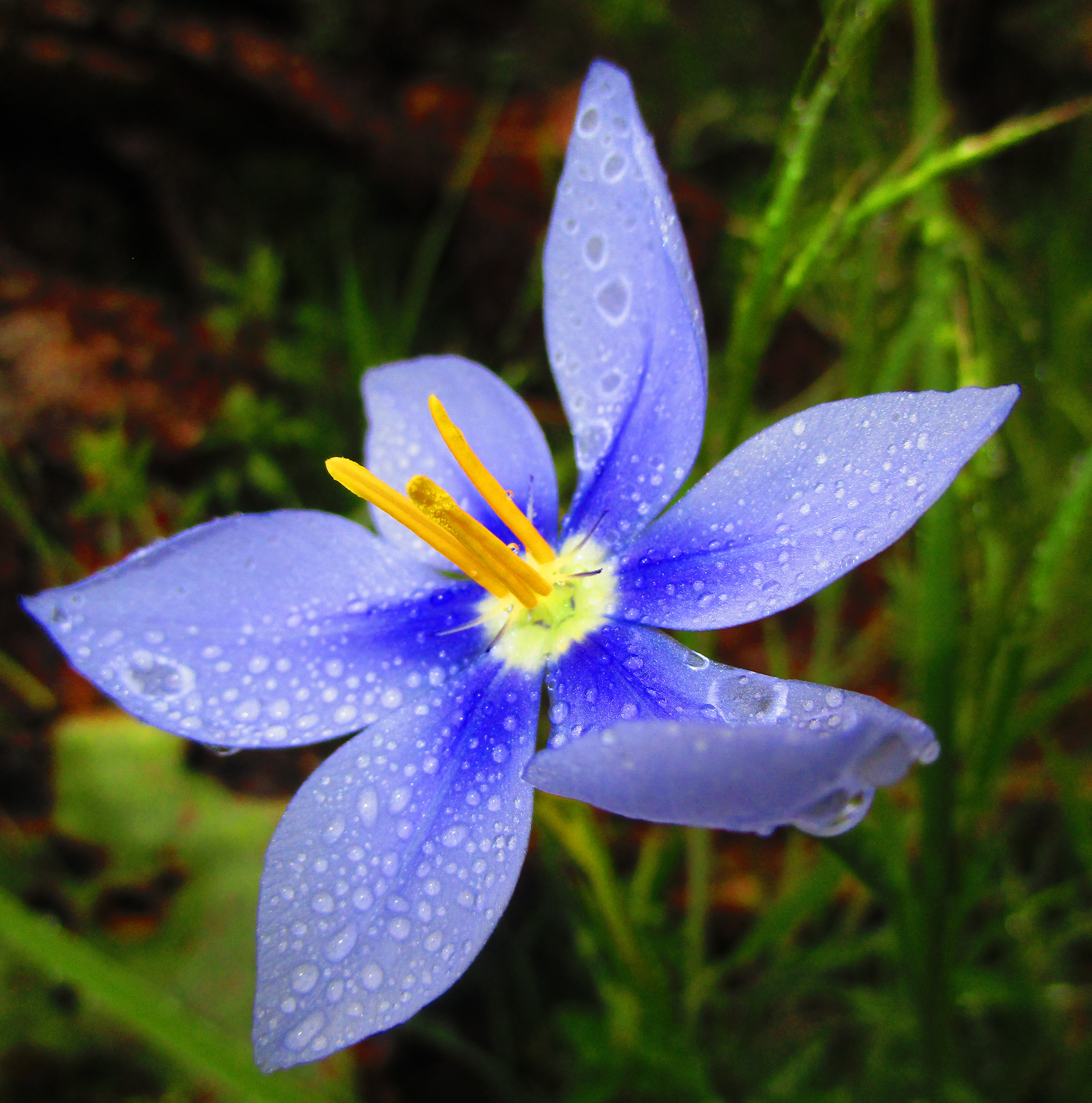 Neamstylis geminiflora