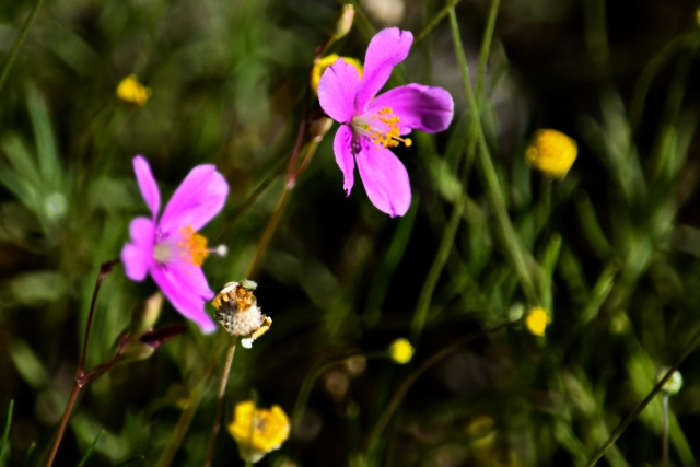 2016-03-06-Rock-Pink-640pxlw