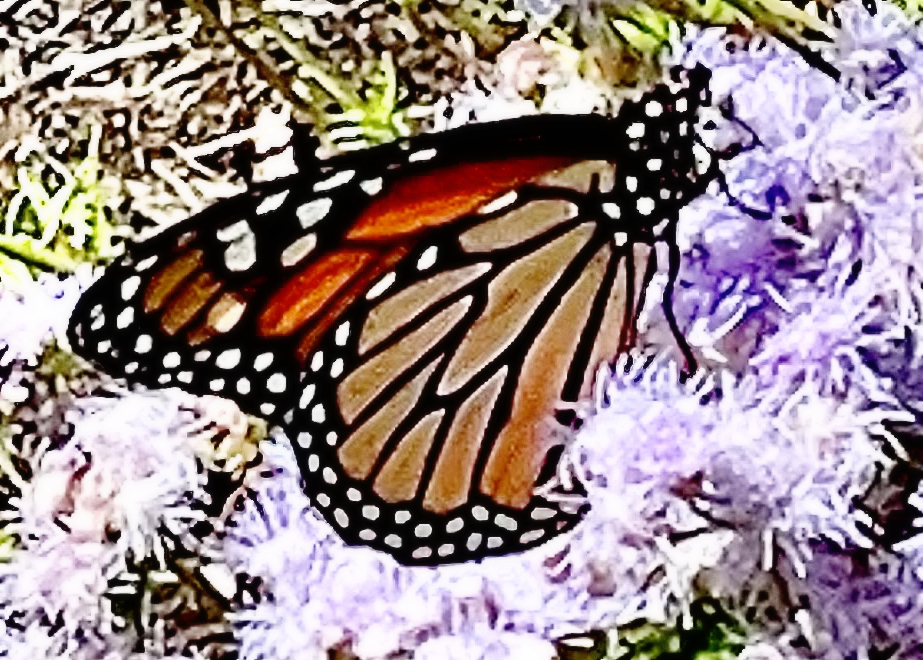 2024-10-20-Monarch-IMG_9401